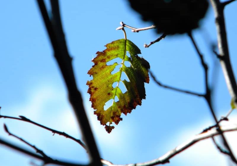 Photo of leaf on a branch with holes chewed in it by Suzanne Fiorito